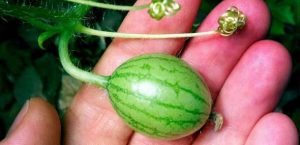 Türkische Wassermelone