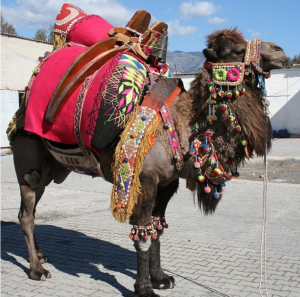Tradition Kamelringen Türkei
