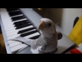 Cute Cockatiel Sing My Neighbor Totoro