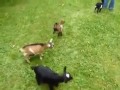 Red Bull İçen Keçi (Goat Drinking Red Bull)