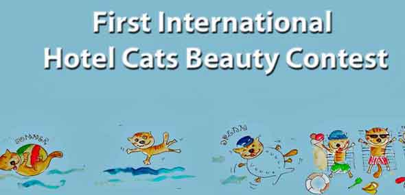 Schönheitswettbewerb für Hotelkatzen