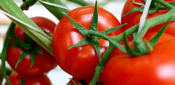 Türkische Tomaten