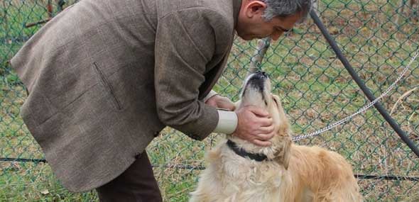 Hunde wittern Krankheiten