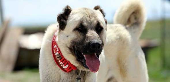 Kangal-Hund