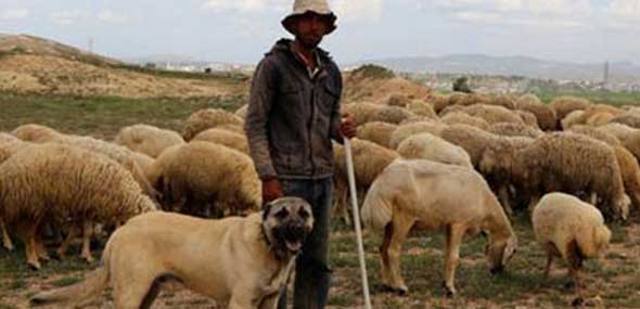 Türkischer Hirtenhund Kangal